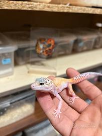Geco leopardino