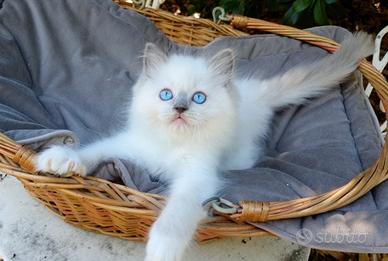 Gattini razza RAGDOLL