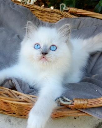 Gattini razza RAGDOLL