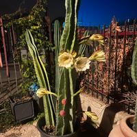 Cactus gigante Cereus Peruviano