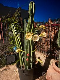Cactus gigante Cereus Peruviano