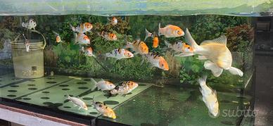 Carpe koi