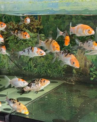 Carpe koi