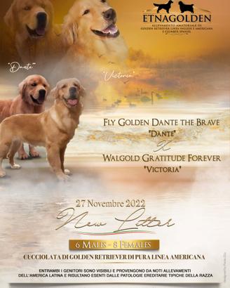 Stupendi cuccioli golden retriever linea americana