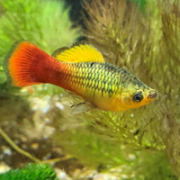 Pesci Platy sunset variatus