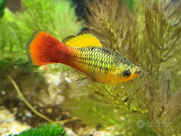 Pesci Platy sunset variatus