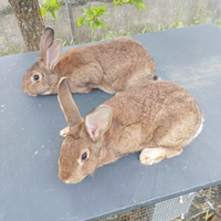 Conigli Californiani