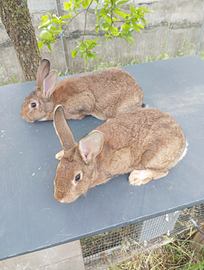 Conigli Californiani