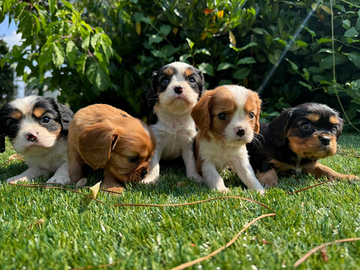 Cavalier king