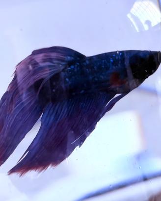 Pesce combattente