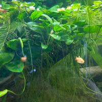 Anubias pianta acquatica no substrato con omaggio