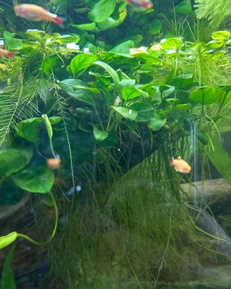 Anubias pianta acquatica no substrato con omaggio