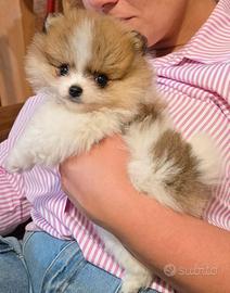 Spitz pomerania particolr
