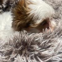 Yorkshire biwer bluberry con pedigree