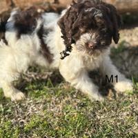 Lagotto romagnolo