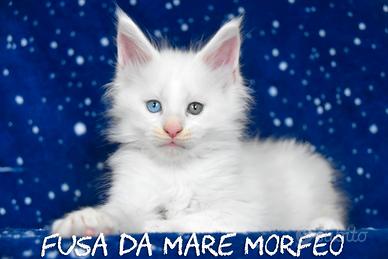 cucciolo Maine coon occhi impari