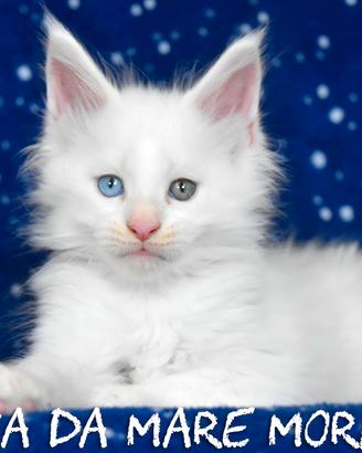 cucciolo Maine coon occhi impari