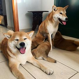 Cuccioli di Shiba Inu con Pedigree