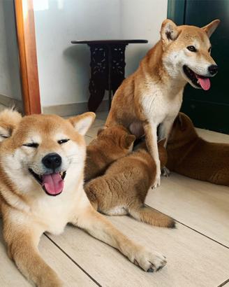 Cuccioli di Shiba Inu con Pedigree