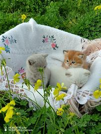 British shorthair 30.11.2023/5.12.2023