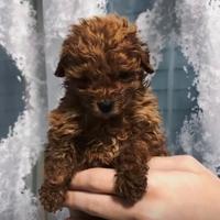 Cucciola Barboncino Mini Toy