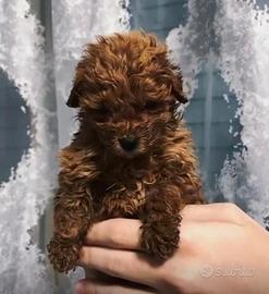 Cucciola Barboncino Mini Toy