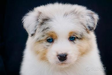 Pastore australiano cuccioli australian shepherd