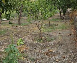 Terreno coltivabile con capanno attrezzi