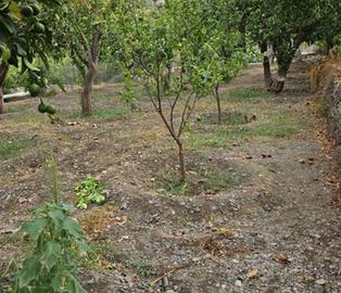 Terreno coltivabile con capanno attrezzi