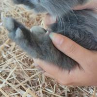 Coniglio Ariete Cucciolo