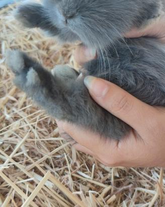 Coniglio Ariete Cucciolo