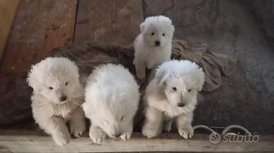 Cuccioli di pastore maremmano-abruzzese