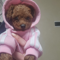 Disponibile Barboncina toy femmina (TA)