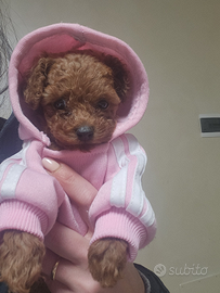 Disponibile Barboncina toy femmina (TA)