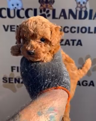 barboncino mini Toy compas klarna scalapay 
