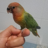 Inseparabile verde faccia rossa opalino allevato