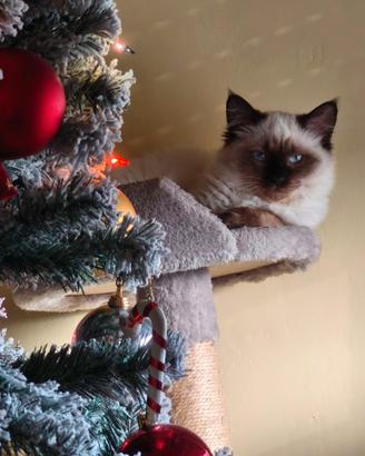 Gattina siamese x accoppiamento