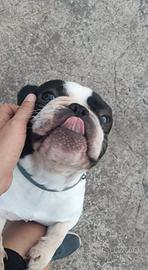 Bulldog francese