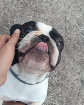 Bulldog francese
