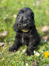 2 femminucce Cocker Spaniel Inglese