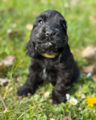 2 femminucce Cocker Spaniel Inglese