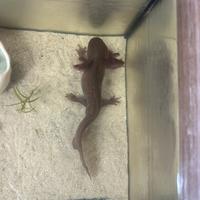 Axolotl