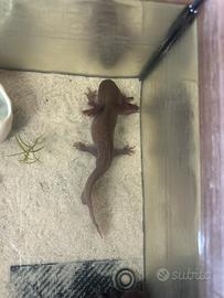Axolotl