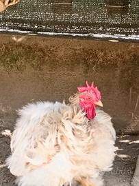 Cocincina nana gallo