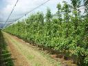 terreno-di-81360-m²-a-san-possidonio