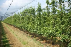 Terreno di 81360 m² a San Possidonio