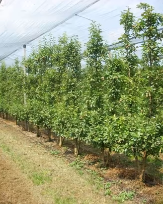 Terreno di 81360 m² a San Possidonio