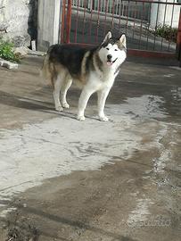 Coppia alaskan malamute