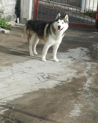 Coppia alaskan malamute