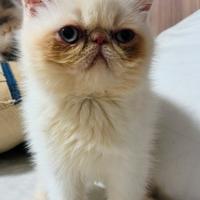 Exotic Shorthair